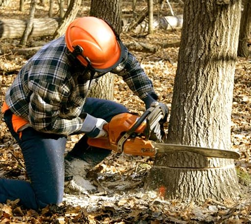 Tree Removal in Harrietta, MI